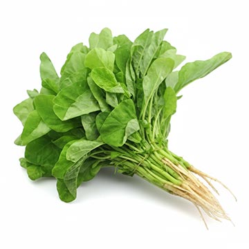 Evergreen Products - Baby Bayam - v1 - 360px