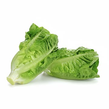 Evergreen Products - Baby Bayam - v1 - 360px