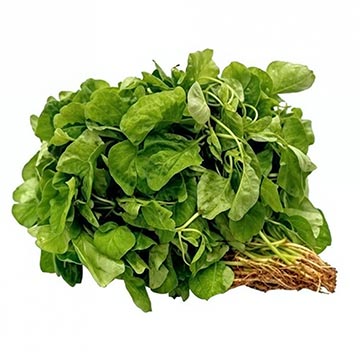 Evergreen Products - Baby Bayam - v1 - 360px