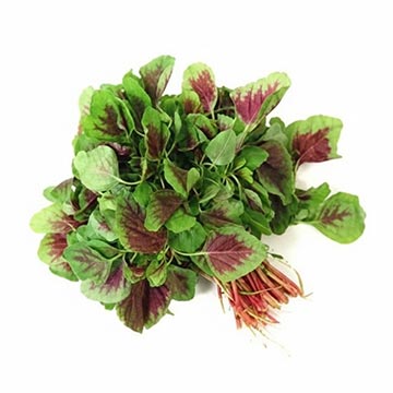 Evergreen Products - Baby Bayam - v1 - 360px