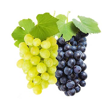 Evergreen Products - DP - Grapes 04