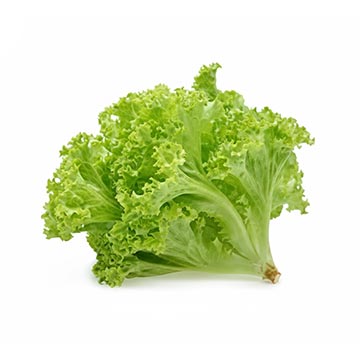 Evergreen Products - Baby Bayam - v1 - 360px