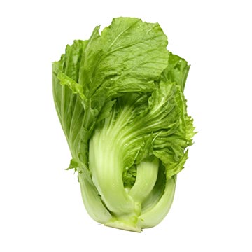 Evergreen Products - Kai Choy - v1 - 360px