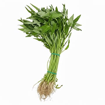 Evergreen Products - Kai Choy - v1 - 360px