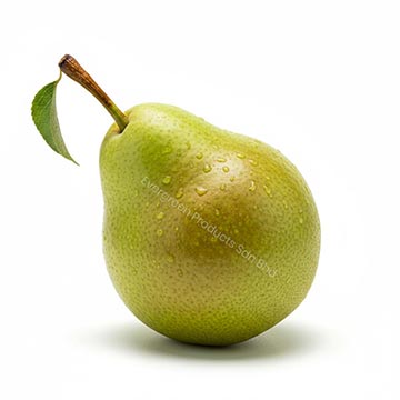 Evergreen Products - Apple 01 - 360px