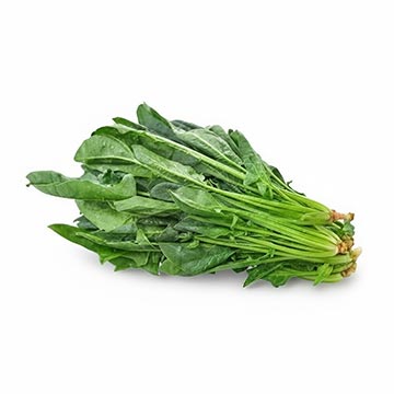 Evergreen Products - Pea Sprout - v1 - 360px