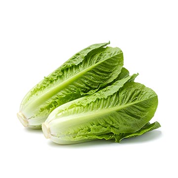 Evergreen Products - Pea Sprout - v1 - 360px