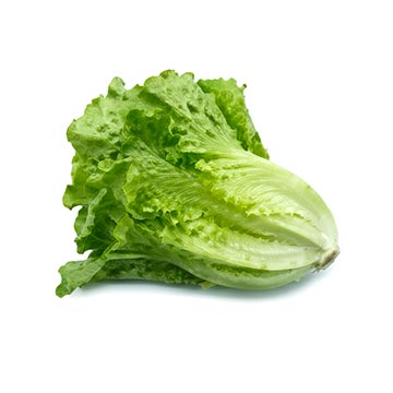 Evergreen Products - Pea Sprout - v1 - 360px