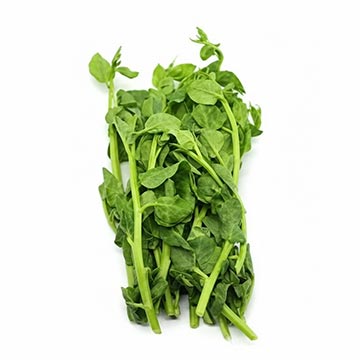 Evergreen Products - Sawi Bunga - v1 - 360px