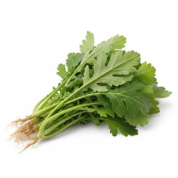 Evergreen Products - Tong Hor - v1 - 360px