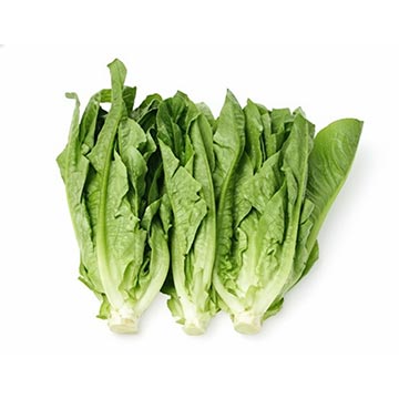 Evergreen Products - Tong Hor - v1 - 360px